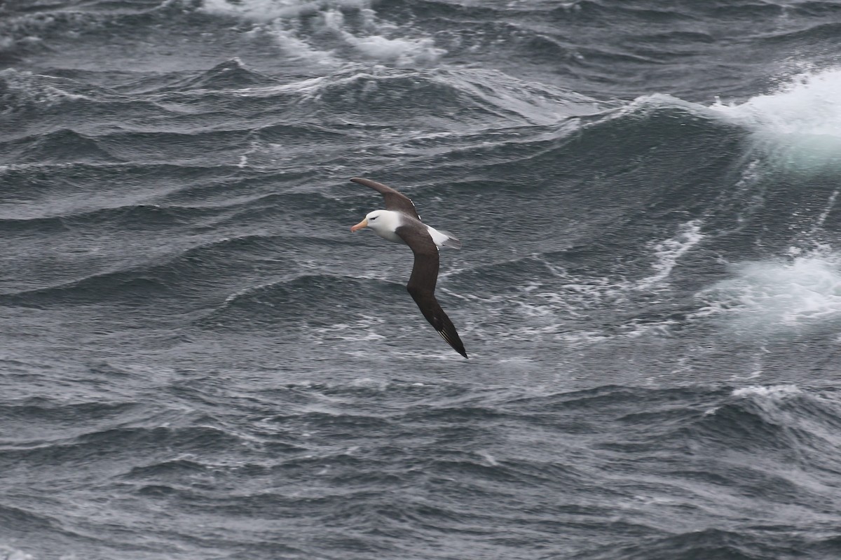 albatros černobrvý - ML77821151