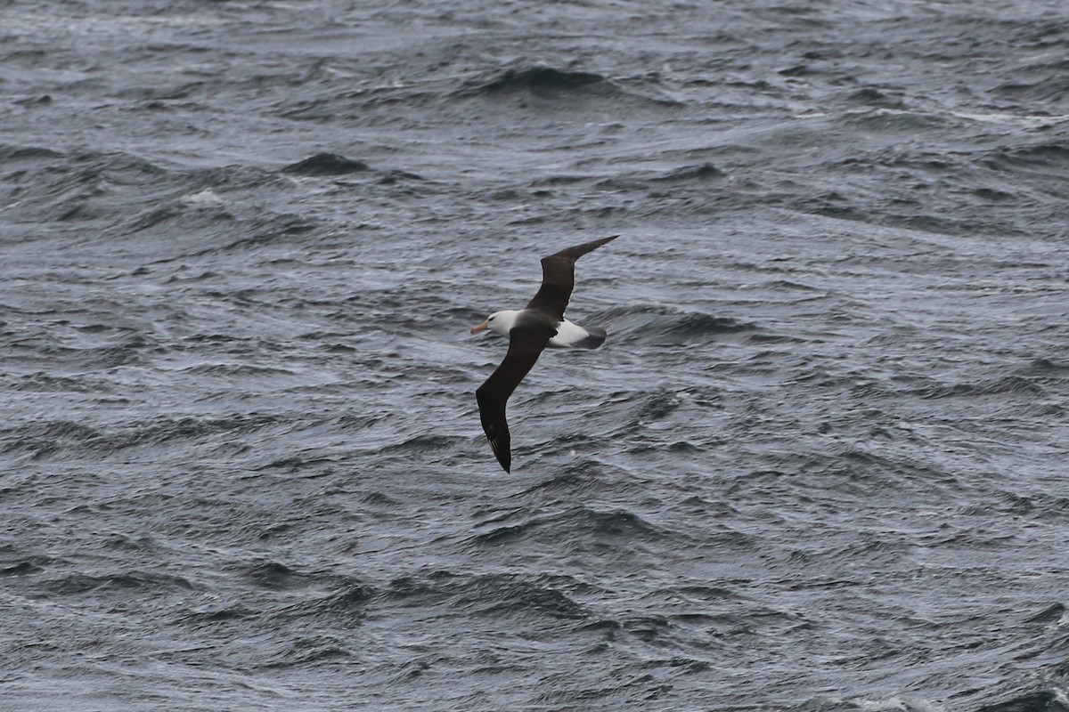 Black-browed Albatross - ML77821381