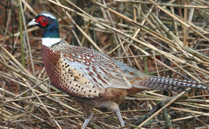 Ring-necked Pheasant - Bill Hubick