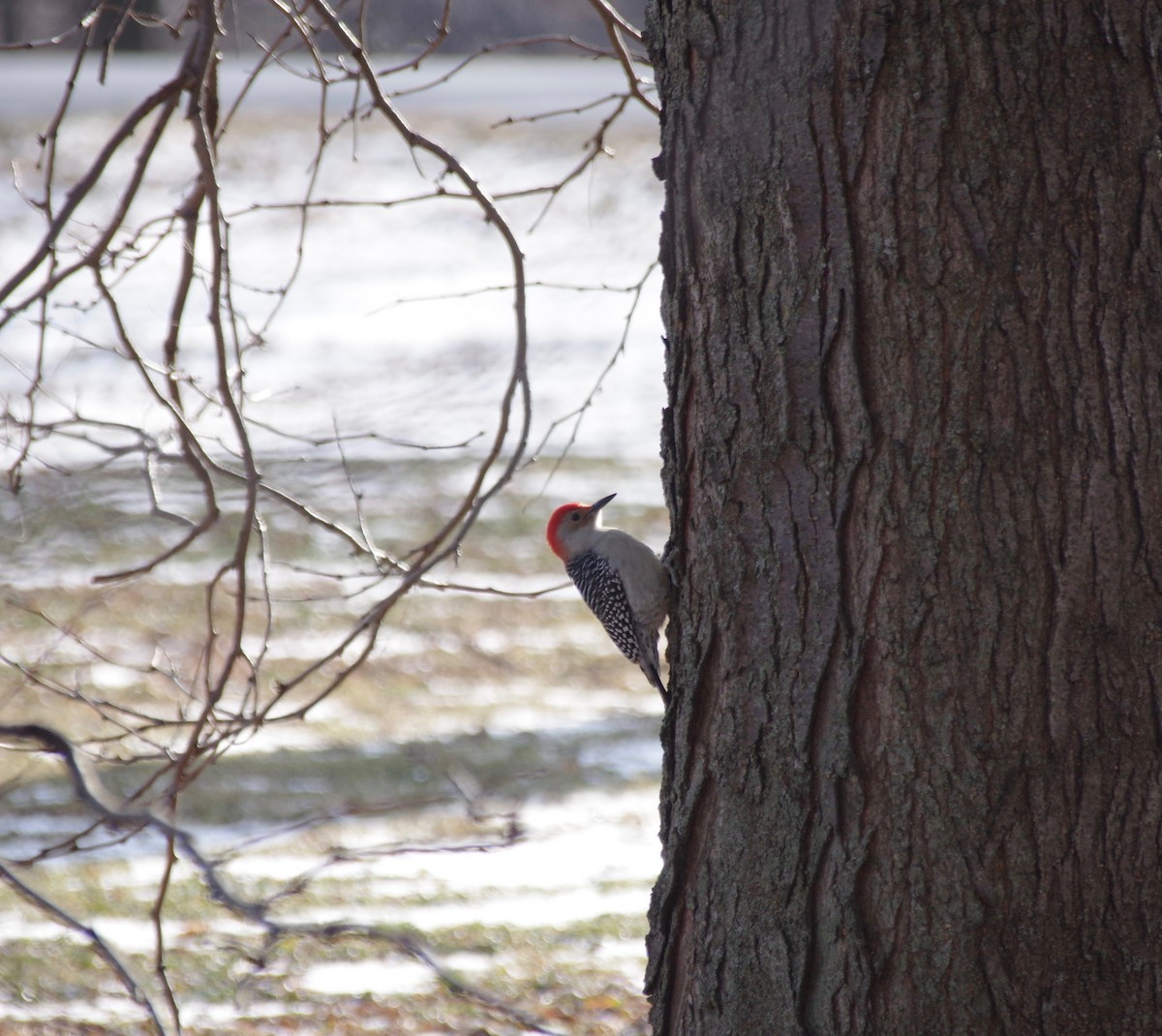 Red-bellied Woodpecker - Ryan Fuller