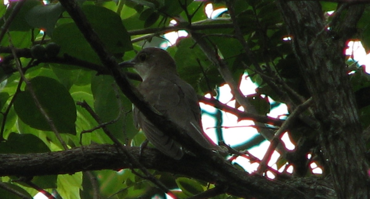 Black-billed Cuckoo - ML77824901
