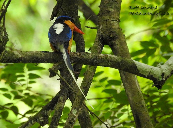 Buff-breasted Paradise-Kingfisher - Marie Tarrant