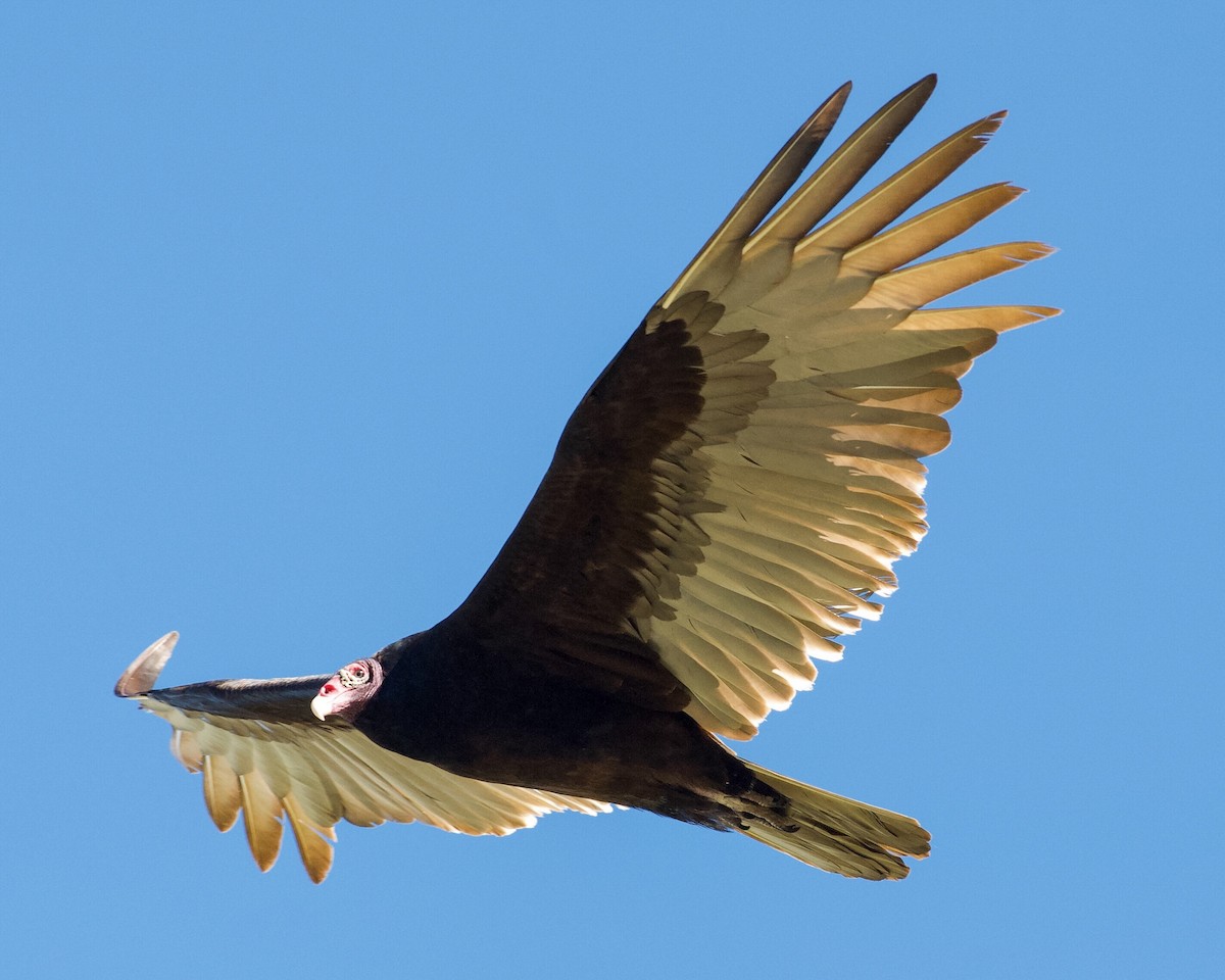 Turkey Vulture - Brandon Trentler