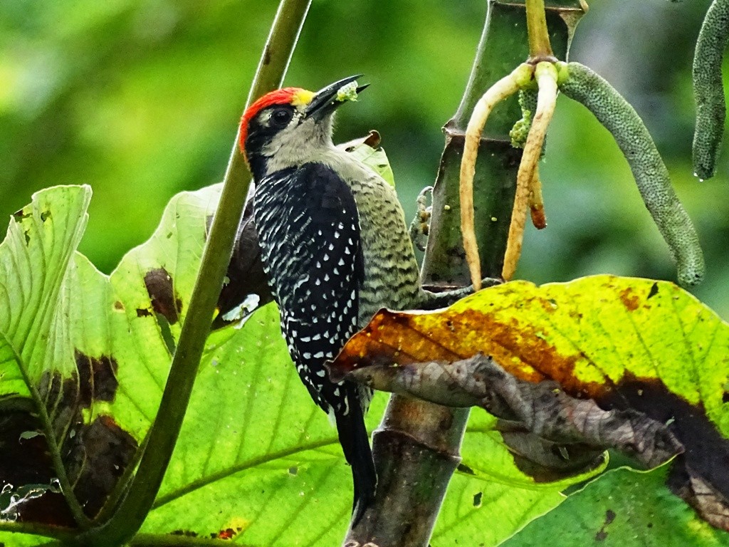 Black-cheeked Woodpecker - Jan Meerman