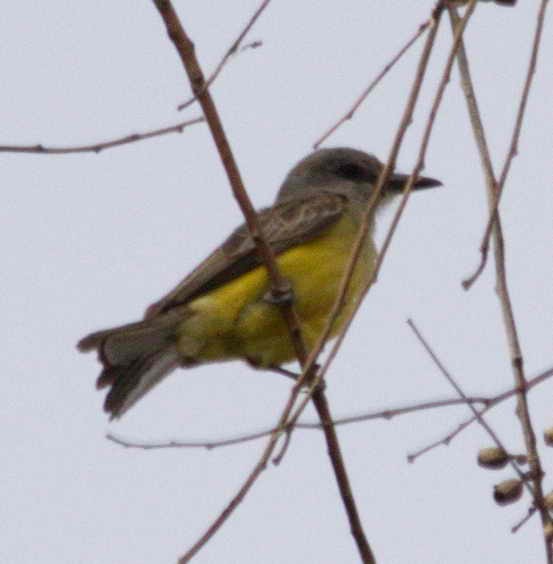 yellow-bellied kingbird sp. - ML77833021