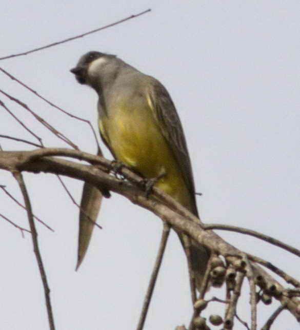yellow-bellied kingbird sp. - ML77833031