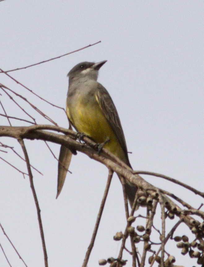 yellow-bellied kingbird sp. - ML77833041