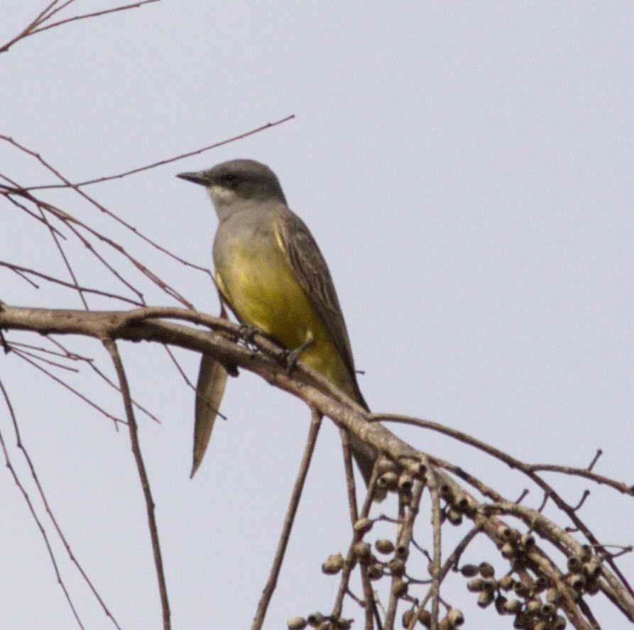 yellow-bellied kingbird sp. - ML77833051