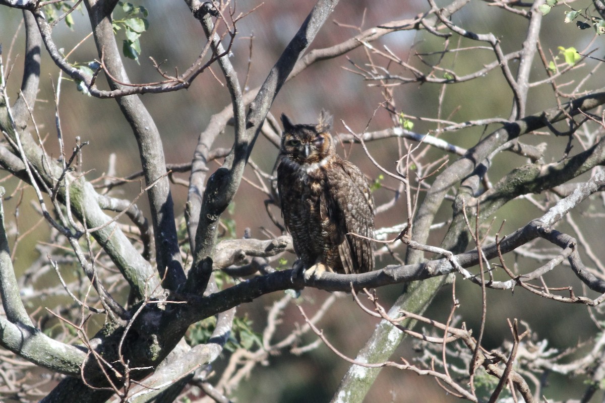 Great Horned Owl - Ron Weeks