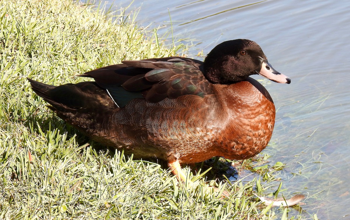 Muscovy Duck x Mallard (hybrid) - Van Remsen