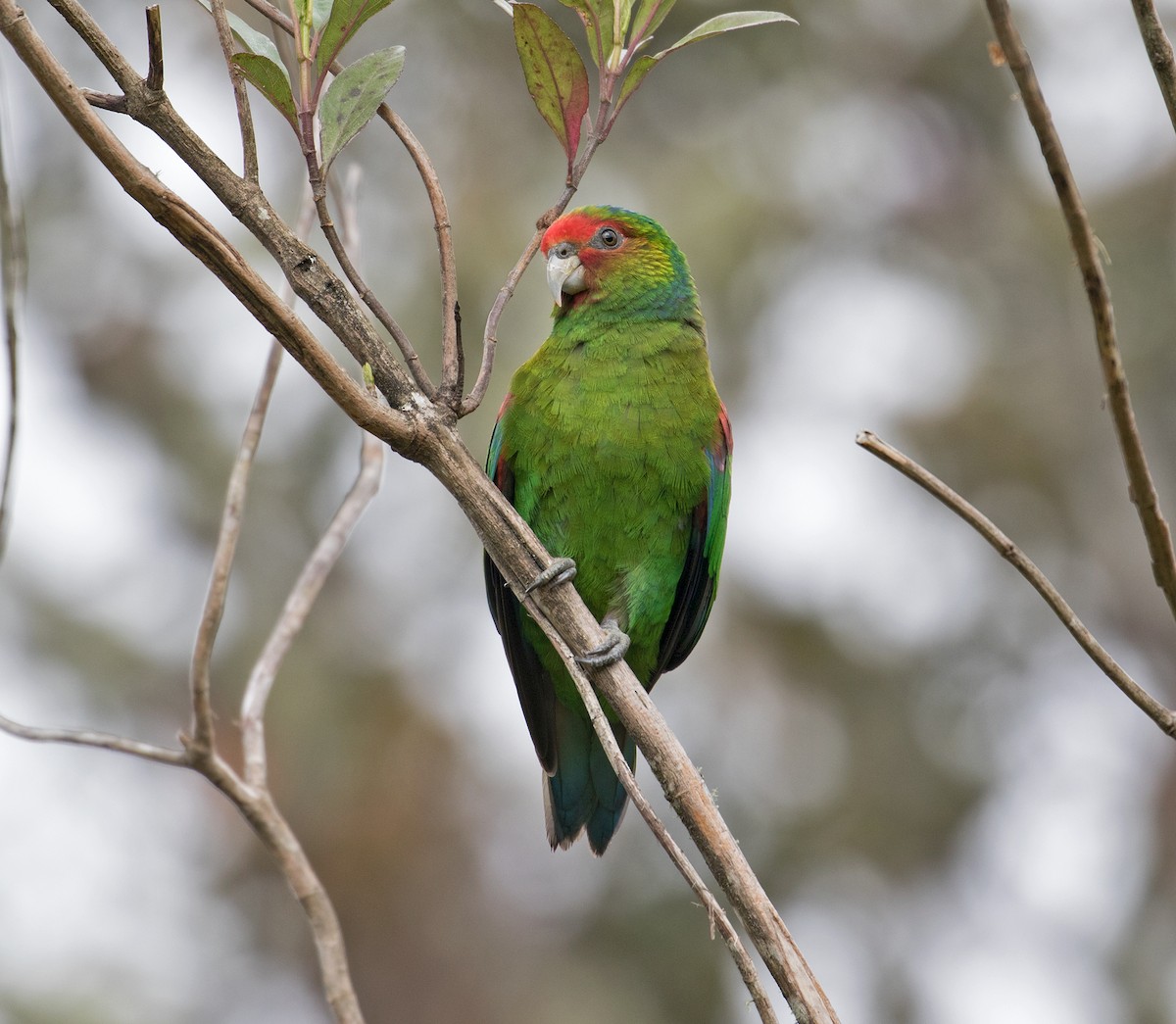 Red-faced Parrot - ML77840681