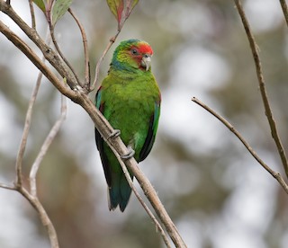  - Red-faced Parrot