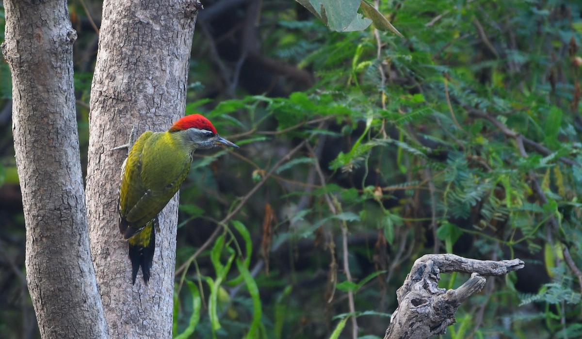 Streak-throated Woodpecker - Trupti shah