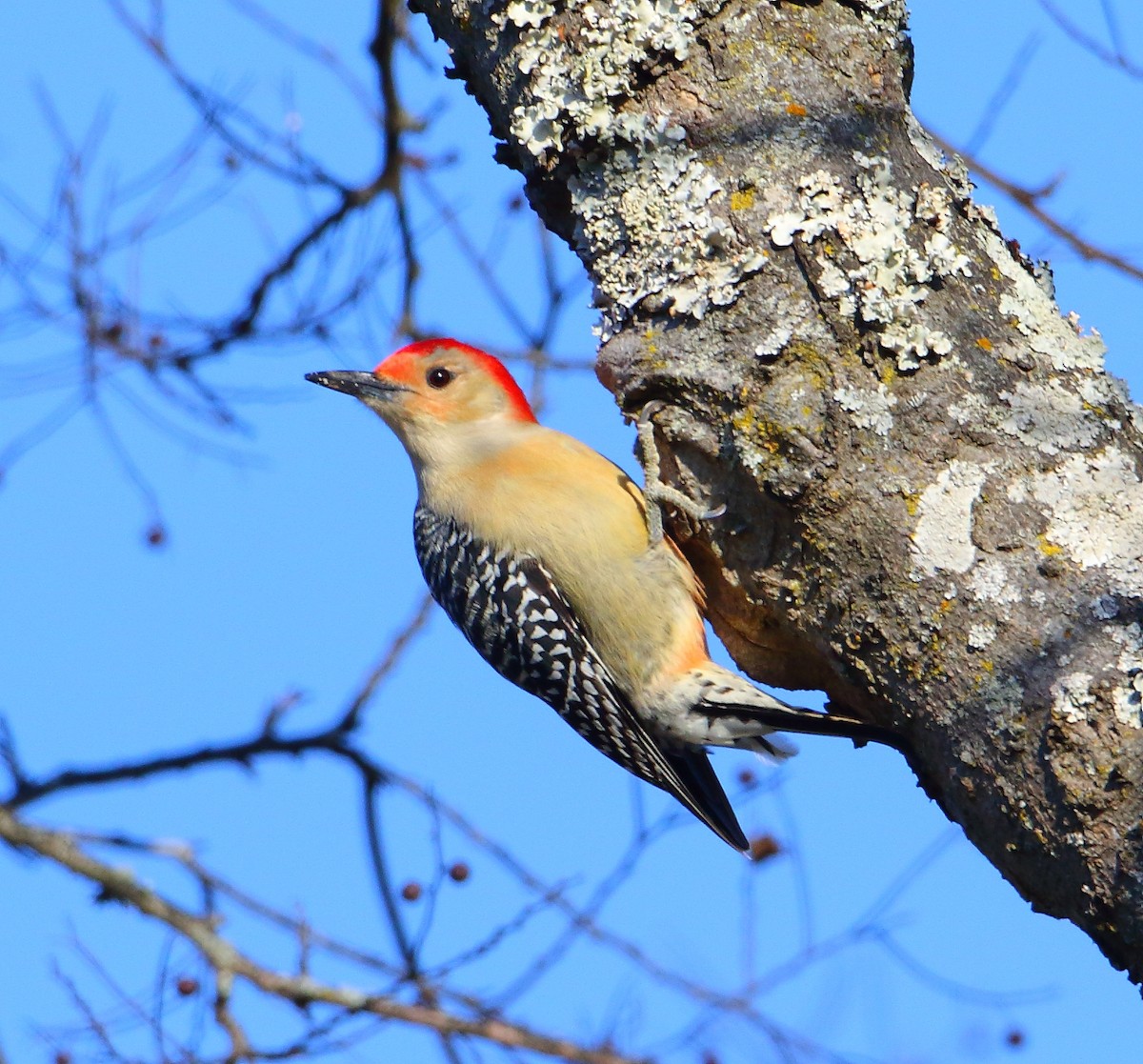 Red-bellied Woodpecker - Bala Chennupati
