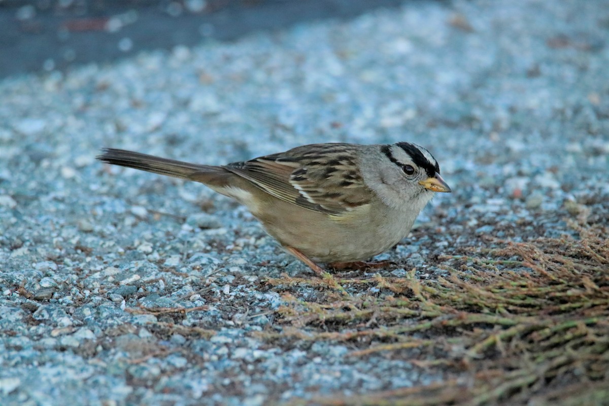 White-crowned Sparrow - Mary Erickson