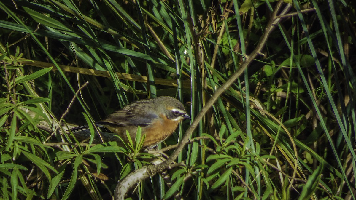 Black-and-rufous Warbling Finch - ML77848111
