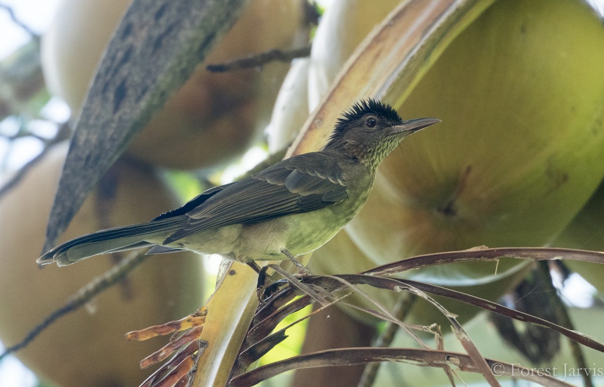 Streak-breasted Bulbul - Forest Botial-Jarvis