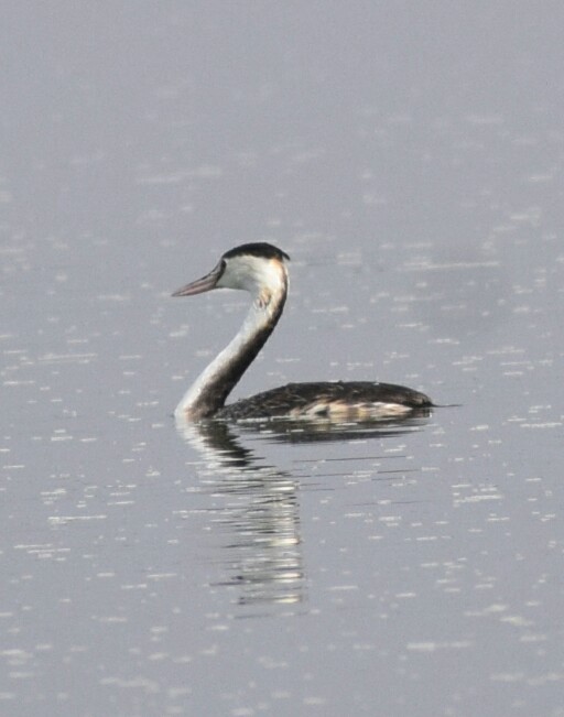 Great Crested Grebe - ML77852451