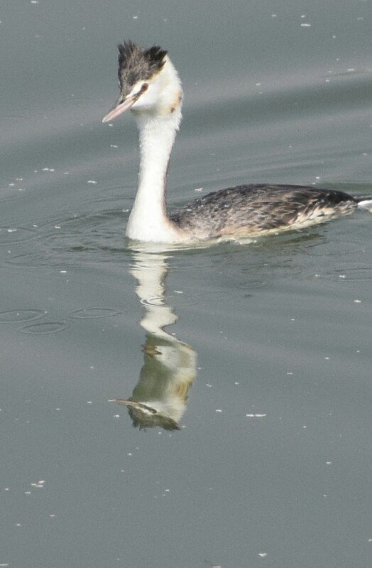Great Crested Grebe - ML77852491