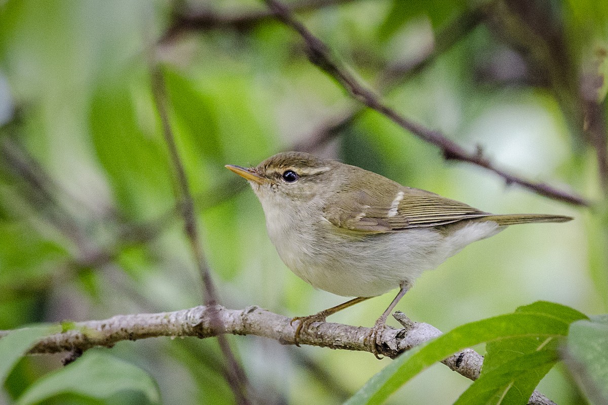Two-barred Warbler - ML77853321