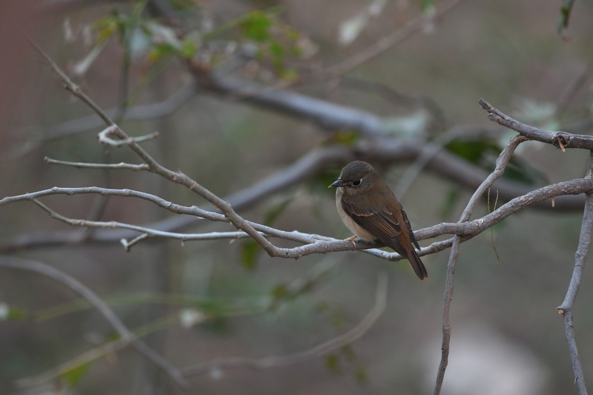 Brown-breasted Flycatcher - ML77854591