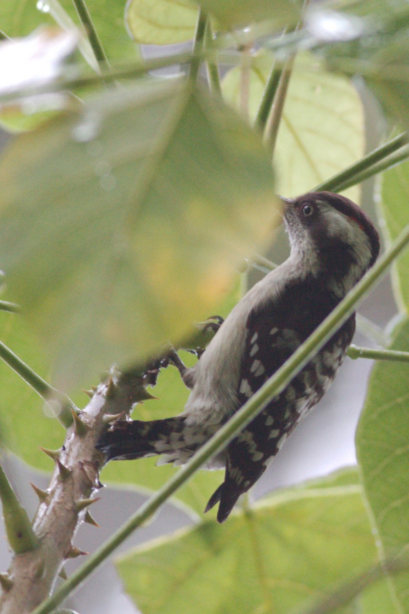 Brown-capped Pygmy Woodpecker - ML77855231