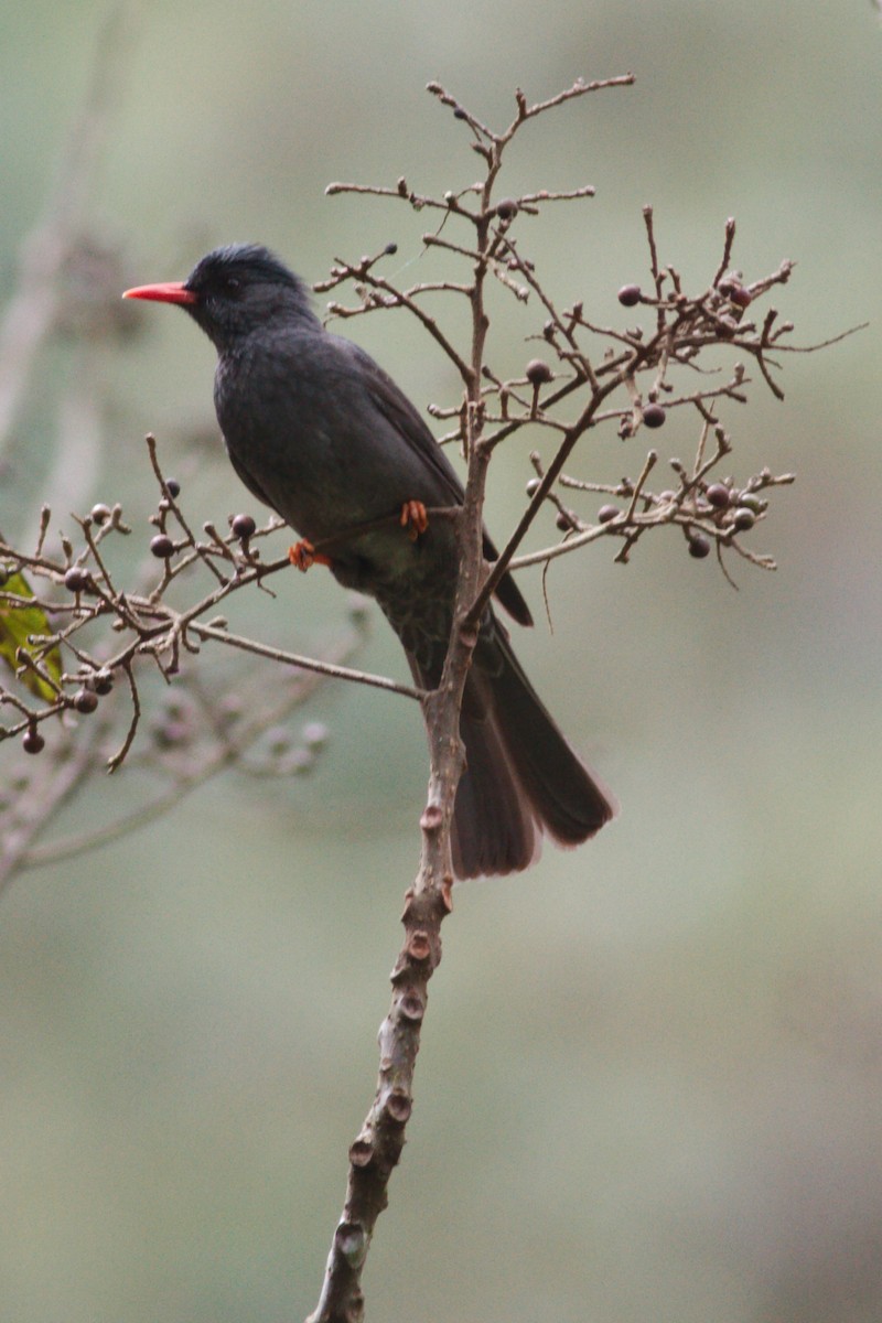 Square-tailed Bulbul - Toby Austin
