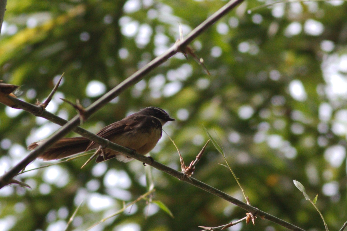 Spot-breasted Fantail - Toby Austin