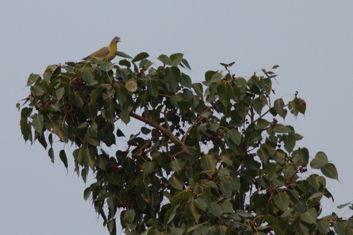 Yellow-footed Green-Pigeon - Toby Austin