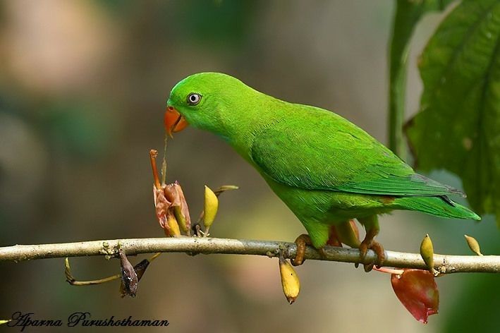 Vernal Hanging-Parrot - Aparna Purushothaman