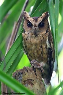 Indian Scops-Owl - Aparna Purushothaman