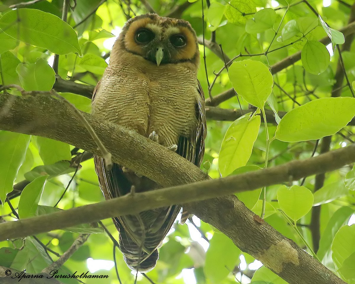 Brown Wood-Owl - ML77858341