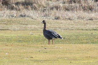Pink-footed Goose, ML77858711