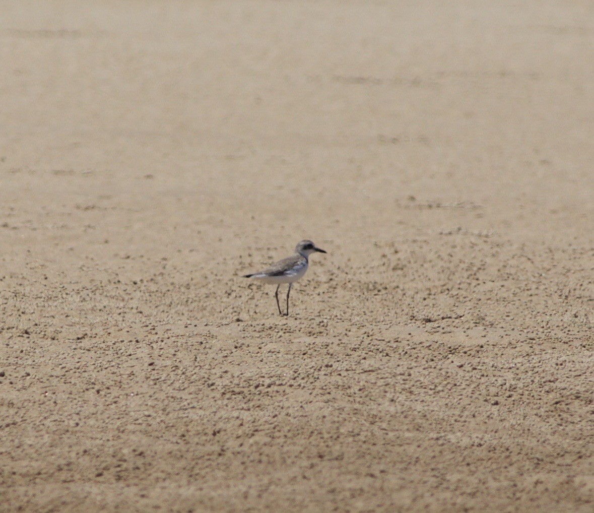 Greater Sand-Plover - Liam Murphy