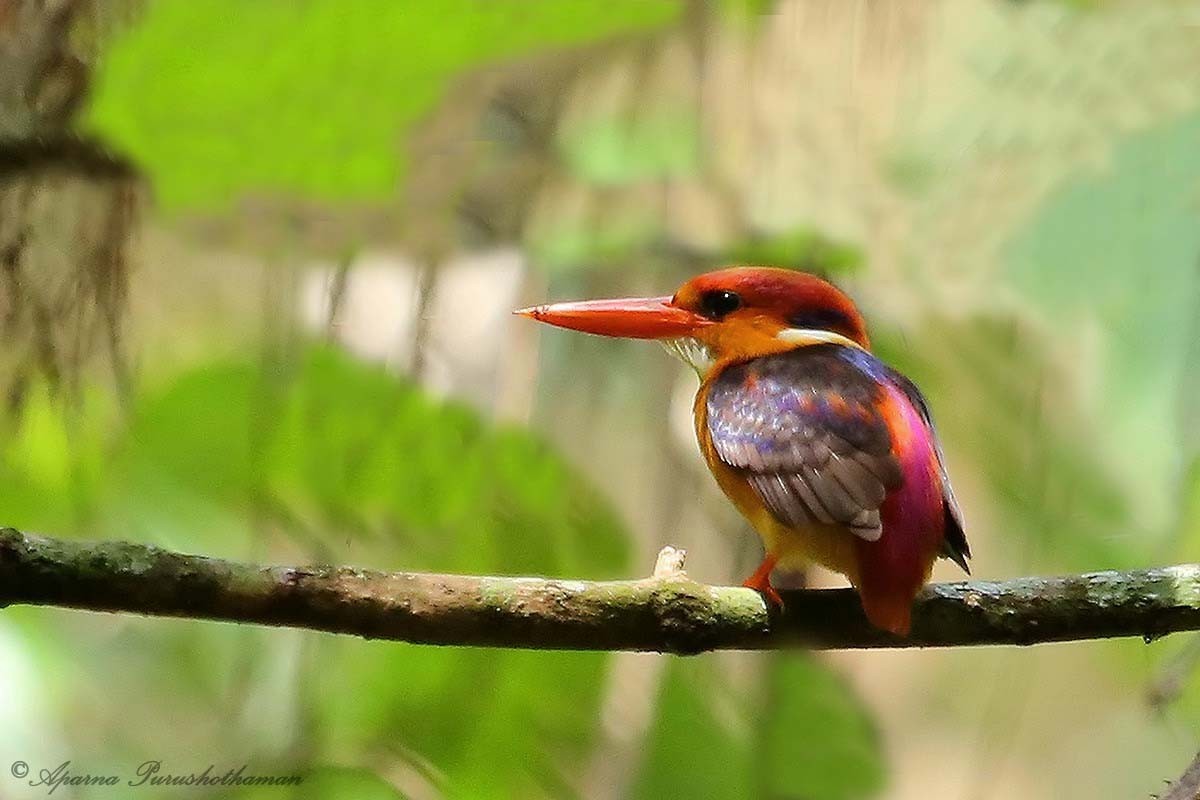 Black-backed Dwarf-Kingfisher - Aparna Purushothaman