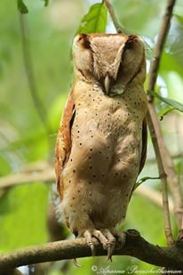 Sri Lanka Bay-Owl - Aparna Purushothaman