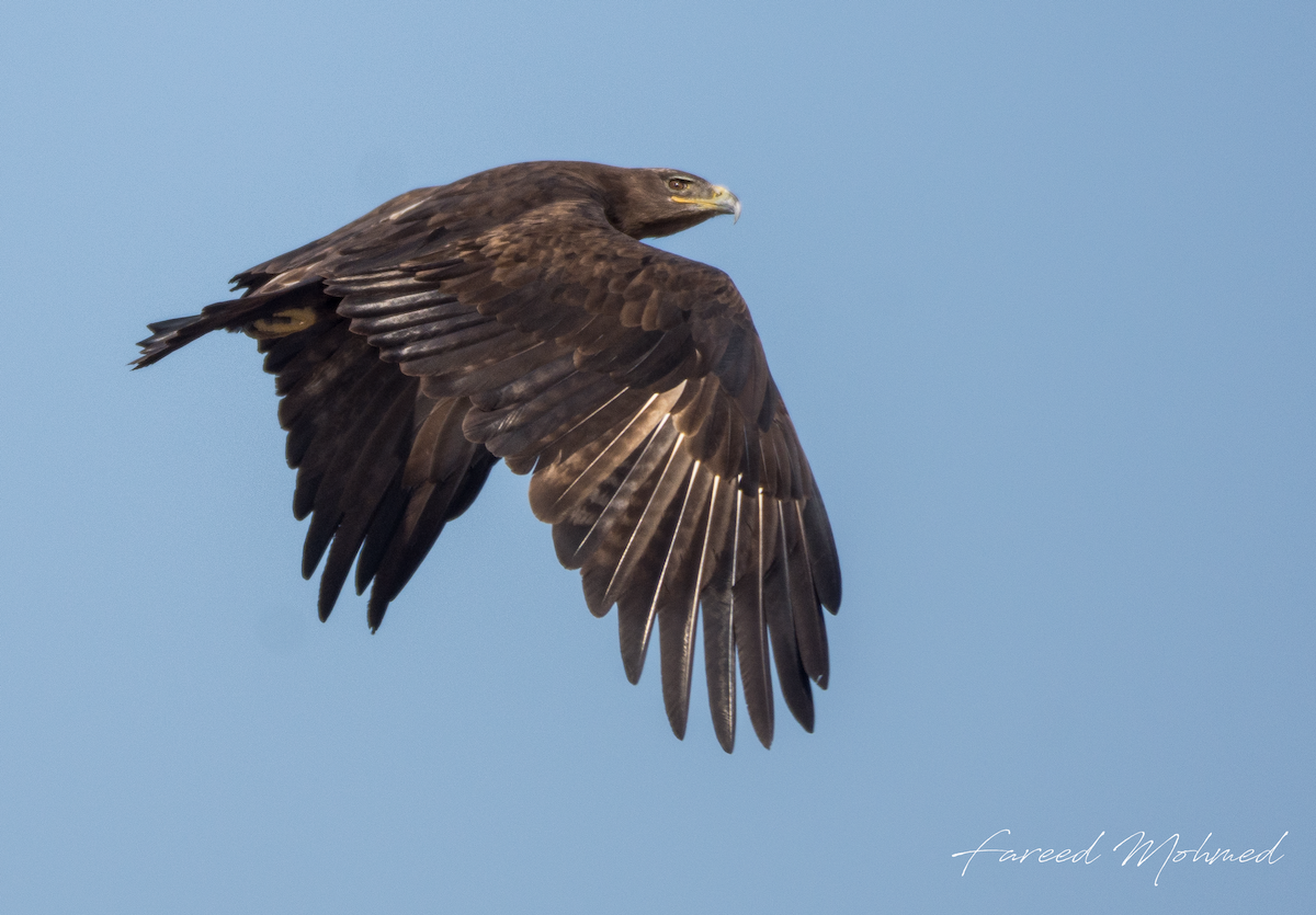 Indian Spotted Eagle - Fareed Mohmed