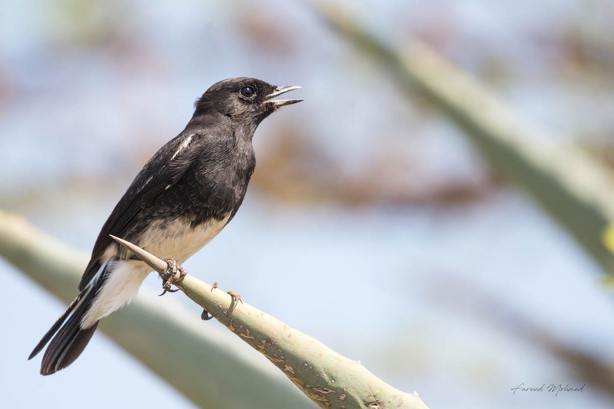 Pied Bushchat - Fareed Mohmed