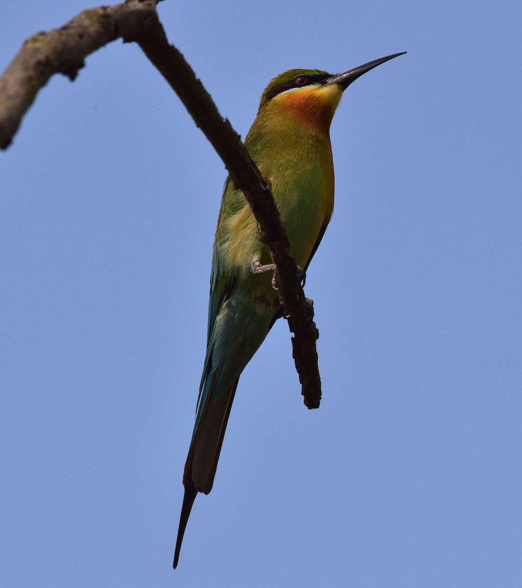 Blue-tailed Bee-eater - ML77860821