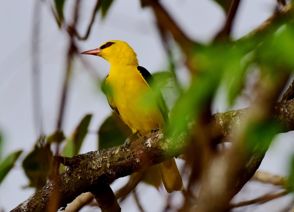 Indian Golden Oriole - ML77860851