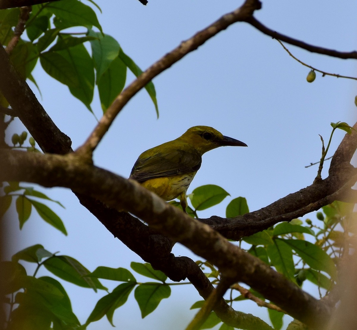 Indian Golden Oriole - ML77860881
