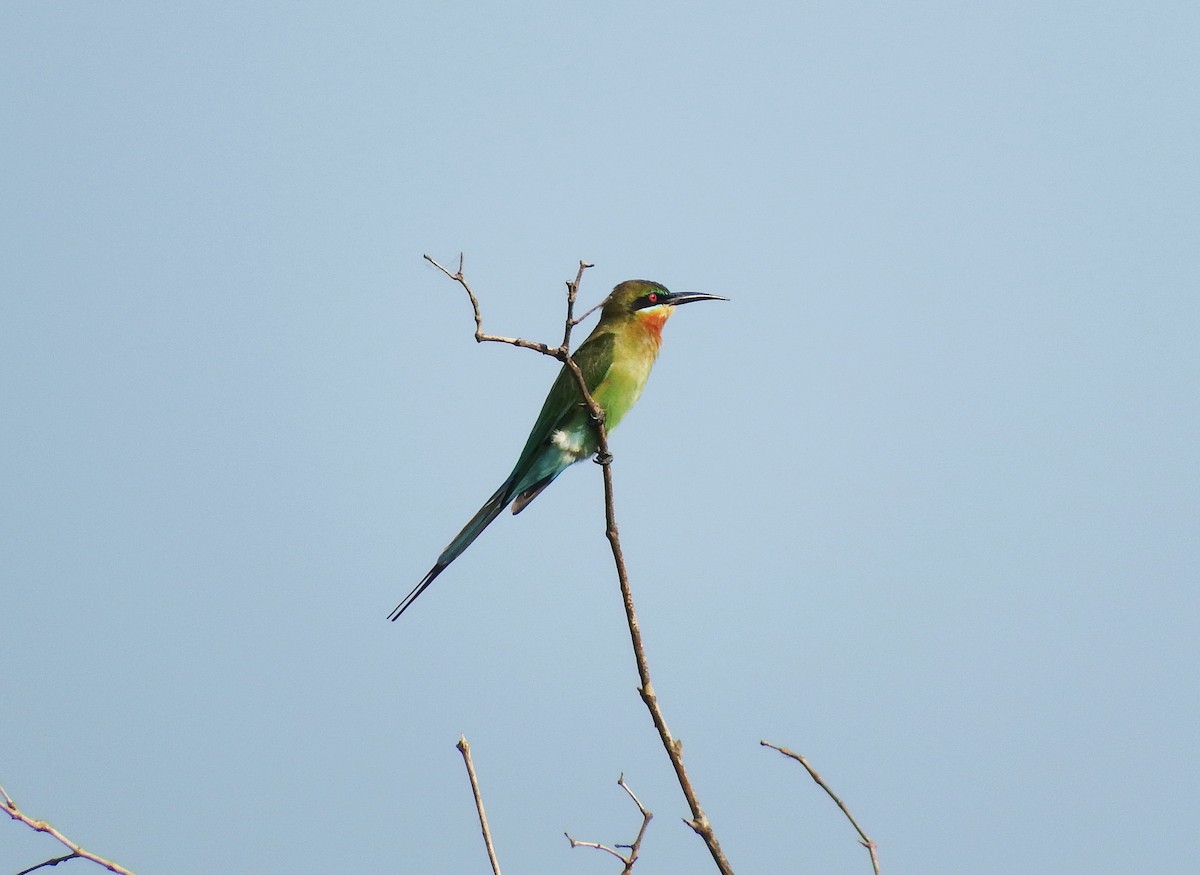 Blue-tailed Bee-eater - Ben Weil