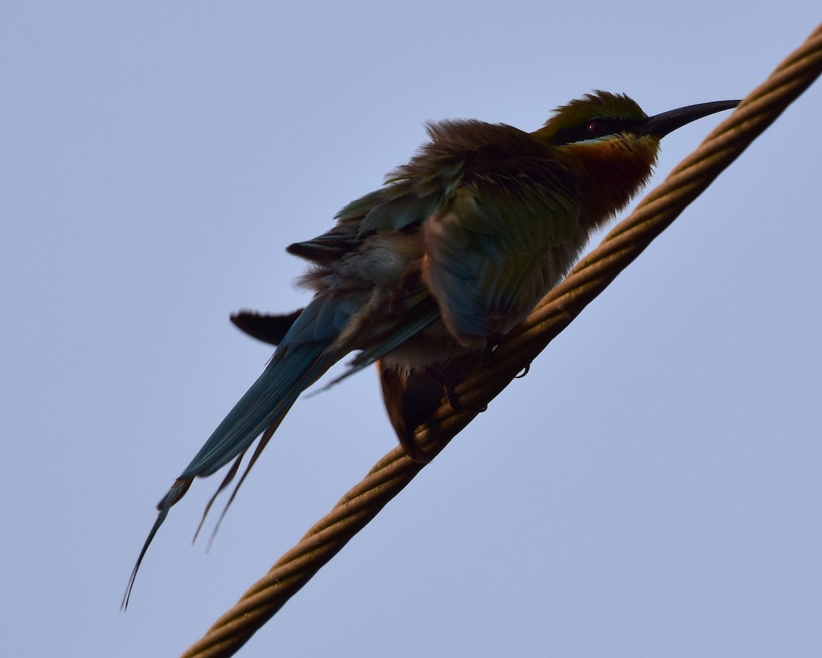 Blue-tailed Bee-eater - ML77861201