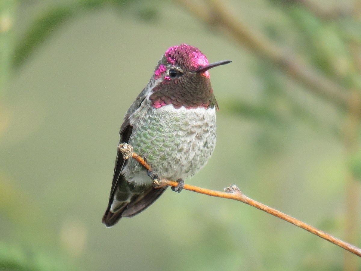 Anna's Hummingbird - Ron Batie