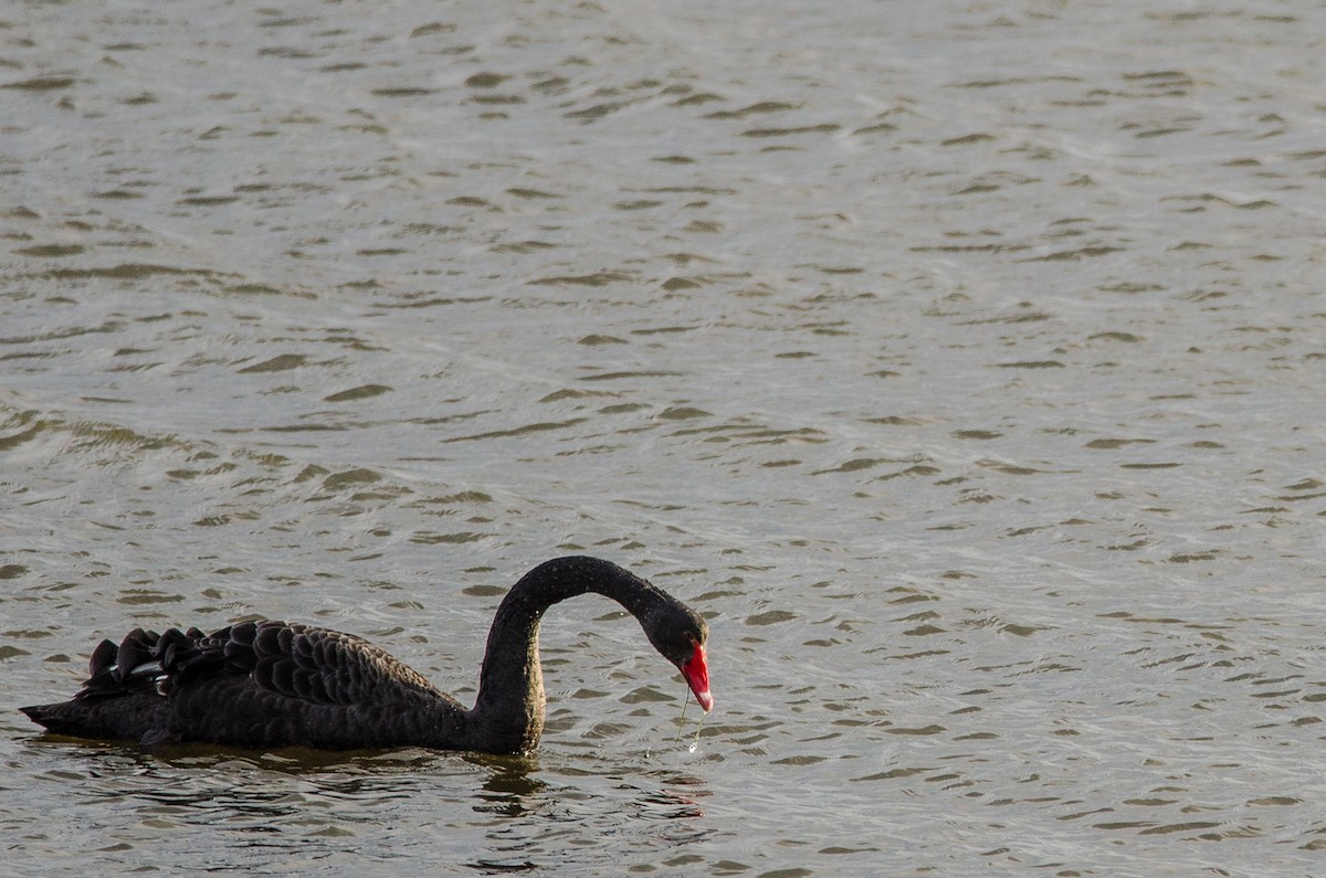 Black Swan - Antoon De Vylder