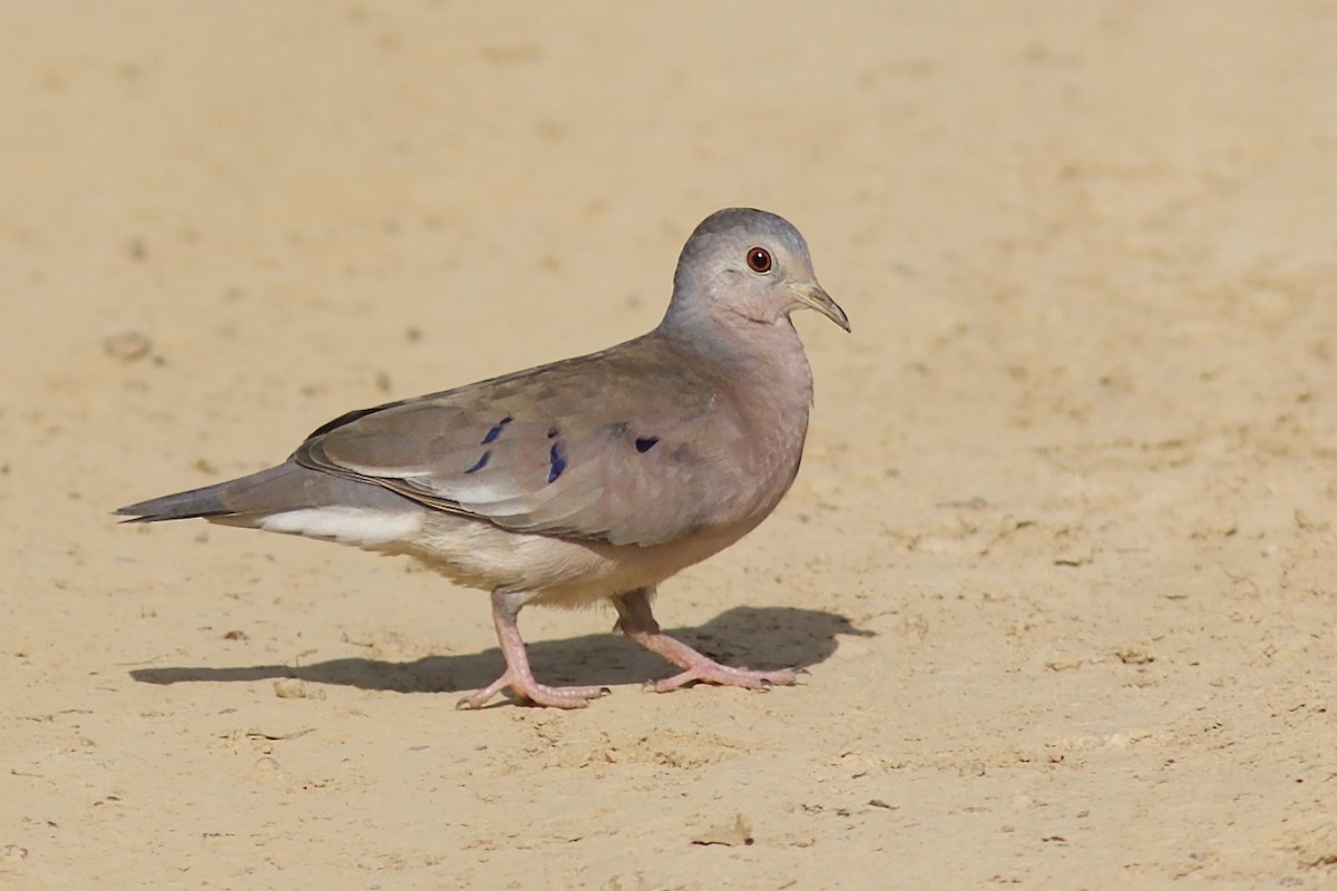 Plain-breasted Ground Dove - Luiz Matos