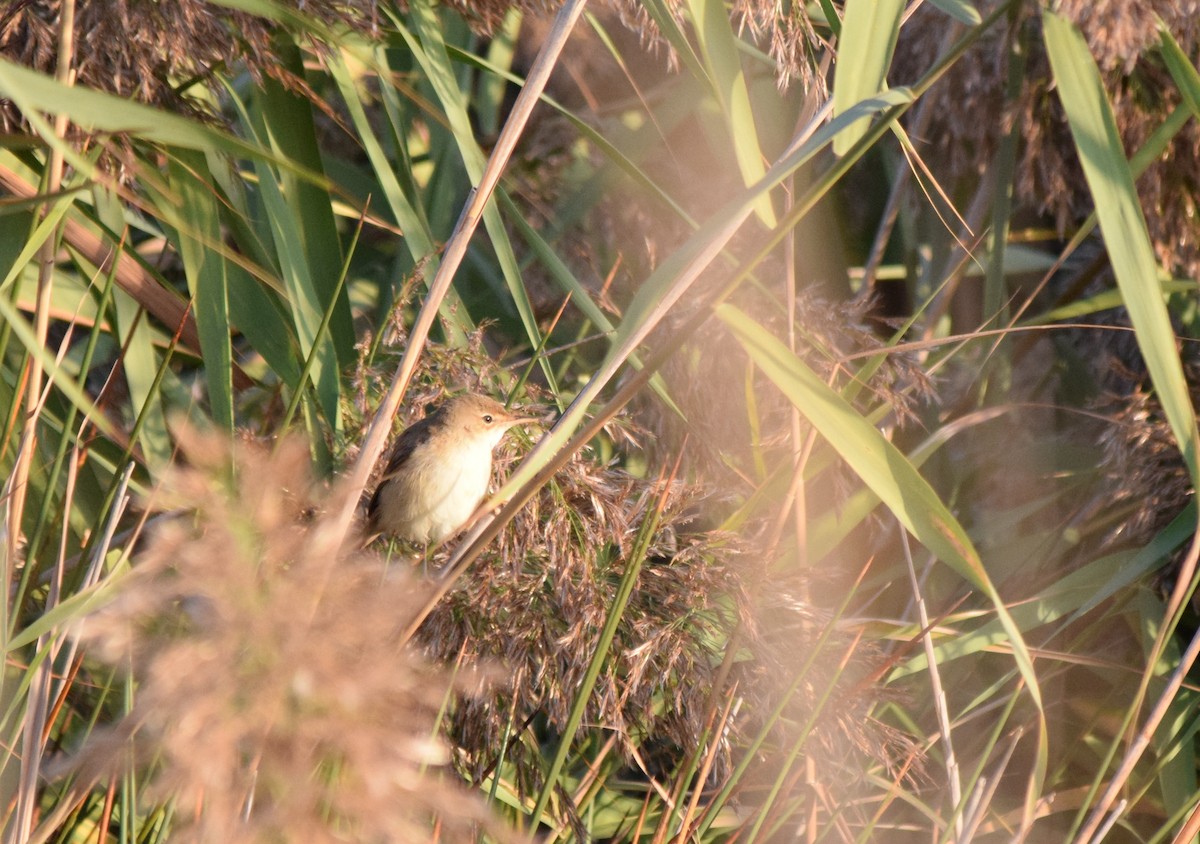 Common Reed Warbler - Luís Santos