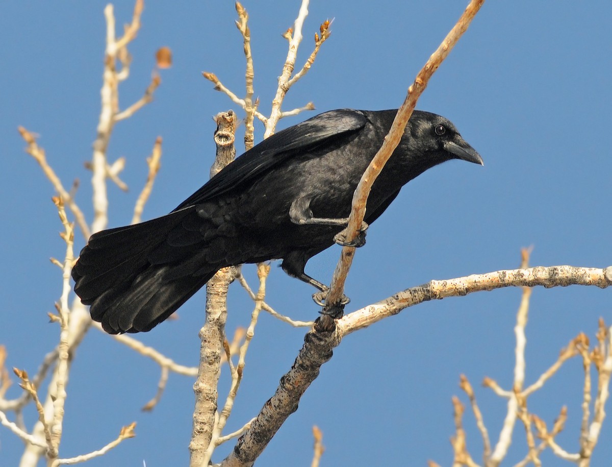 American Crow - ML77865391