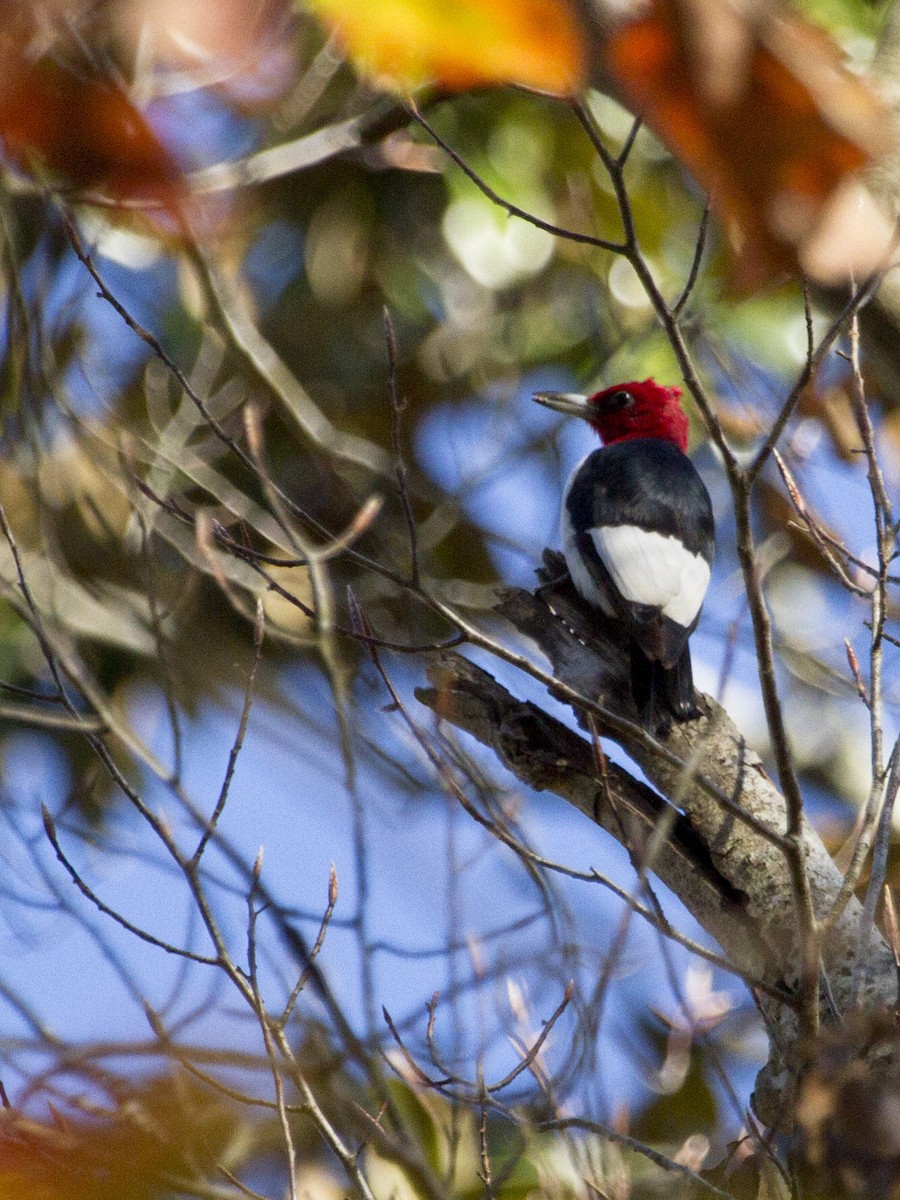 Red-headed Woodpecker - Phil Stouffer