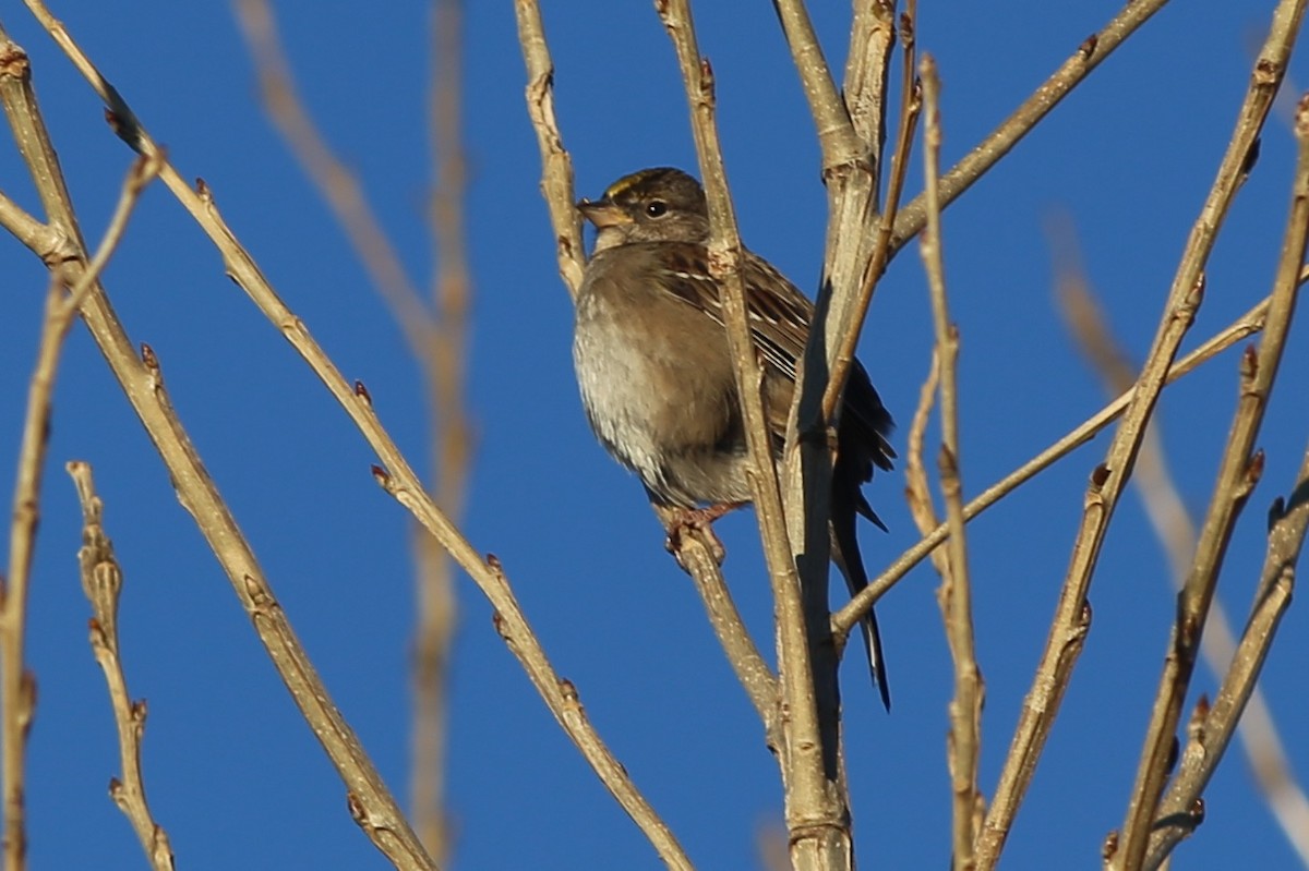 Golden-crowned Sparrow - ML77867721